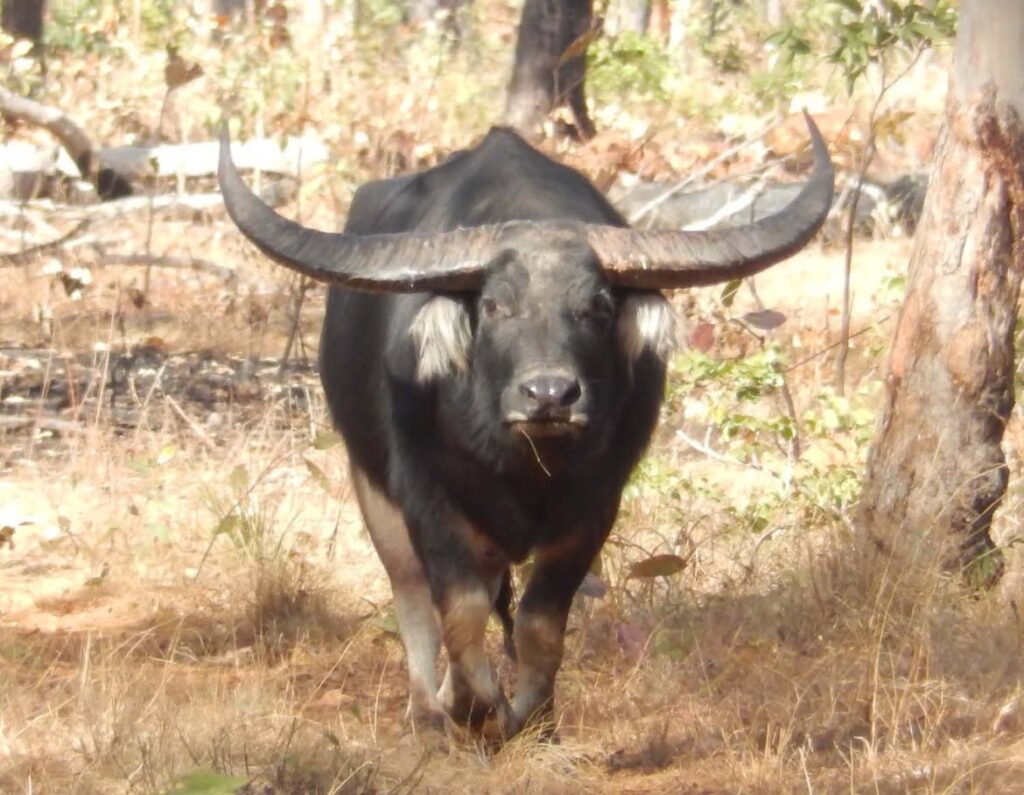 A large Cambodian water buffalo with massive, wide curved horns standing in a dry forest clearing.