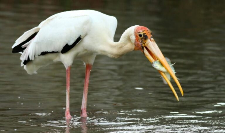 A white Painted Stork with a yellow bill standing in shallow water with a freshly caught fish in its beak on Tonle Sap Lake.