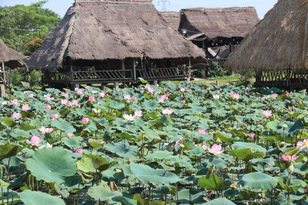 A vast field of blooming pink lotus flowers and large green leaves in front of traditional thatched-roof stilt houses in rural Cambodia.