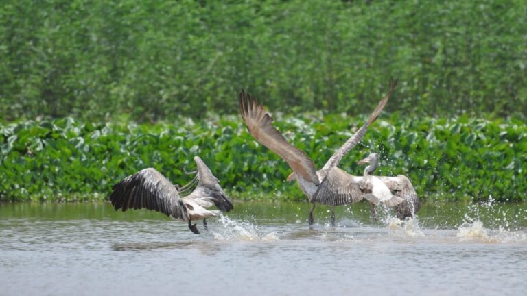 Birdwatching boat tour at Prek Toal Tonle Sap Biosphere Reserve near Siem Reap, Cambodia.