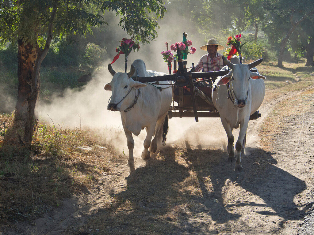 A local Cambodian man steering a traditional wooden ox cart pulled by two white oxen down a dusty dirt road in a rural village, as seen in image_64413c.jpg by Khmer Detours.