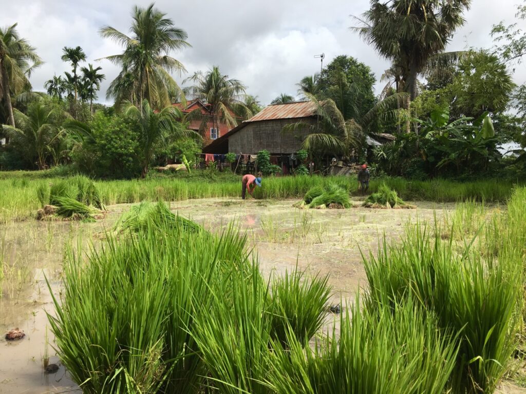 planting-rice-countryside